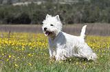 WESTIE 208